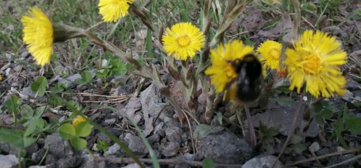 Wiosenna broń przeciwko infekcjom – Podbiał